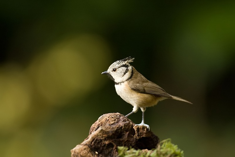 Parus cristatus Kuifmees Crested Tit